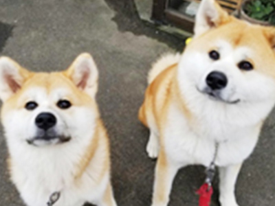 看板犬