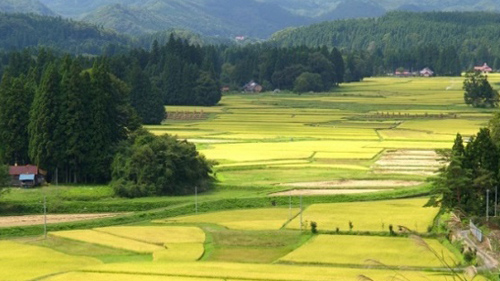 せんまや　田園風景